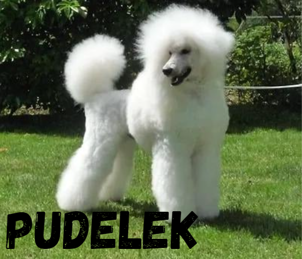 Pudelek